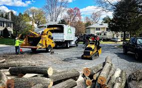 How Our Tree Care Process Works  in  Kingstree, SC